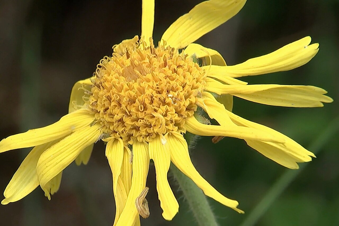 Arnika - Von W. Bulach - CC BY-SA 4.0, https://commons.wikimedia.org/wiki/File:00_2245_Echte_Arnika_(Arnica_montana).jpg
