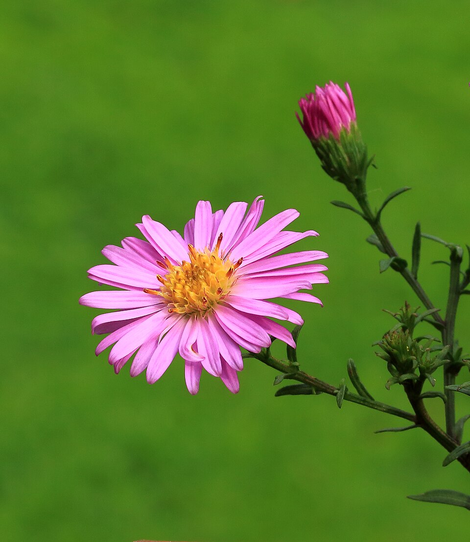Aster - Von Dominicus Johannes Bergsma - CC BY-SA 4.0, https://commons.wikimedia.org/wiki/File:Aster_002.JPG