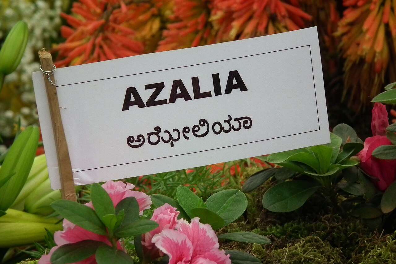 Azalee - Von Rameshng - CC BY-SA 3.0, https://commons.wikimedia.org/wiki/File:Azalea_at_lalbagh7278.JPG