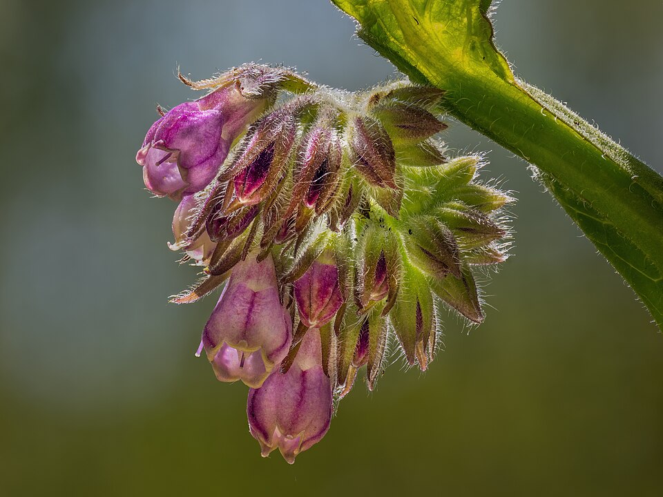 Beinwell - Von Reinhold Möller Ermell - CC BY-SA 4.0, https://commons.wikimedia.org/wiki/File:Beinwell_(Symphytum_officinale)_focus_stack-2023-RM-124905.jpg