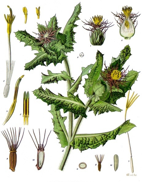 Benediktenkraut - Von Franz Eugen Köhler, Köhler's Medizinal-Pflanzen - Public domain, https://commons.wikimedia.org/wiki/File:Centaurea_benedicta_-_Khlers_Medizinal-Pflanzen-043.jpg