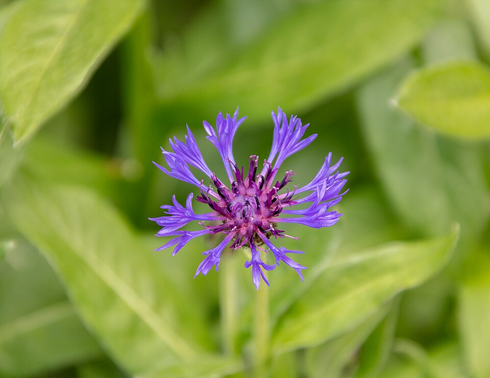 Berg-Flockenblume - Von Diego Delso - CC BY-SA 4.0, https://commons.wikimedia.org/wiki/File:Centaura_de_las_Montaas_(Centaurea_montana),_Riedergarten,_Rosenheim,_Alemania,_2019-05-19,_DD_73.jpg