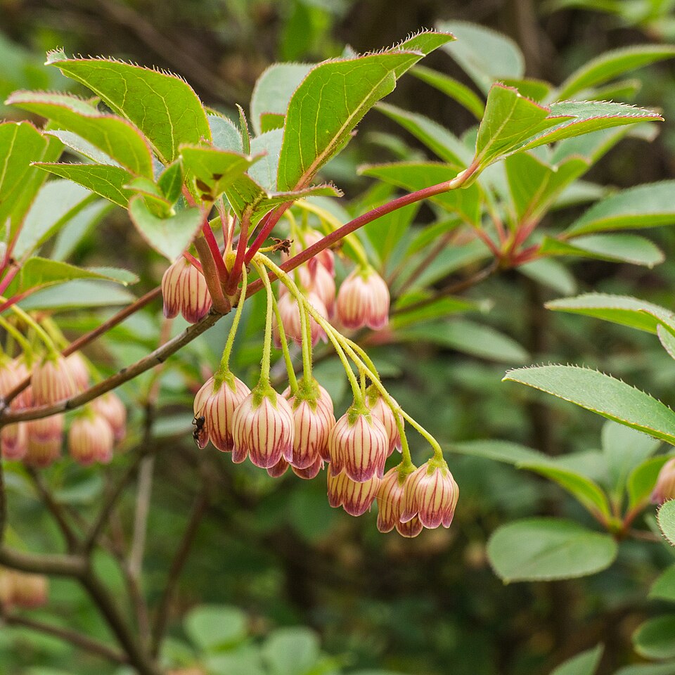 Berglorbeer - Von Agnes Monkelbaan - CC BY-SA 4.0, https://commons.wikimedia.org/wiki/File:Hortus_Haren_18-05-2019._(actm.)_05.jpg