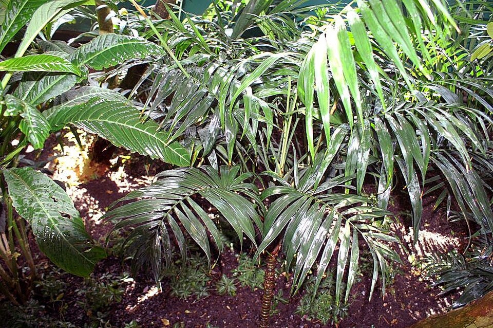 Bergpalme - Von Photo by David J. Stang - CC BY-SA 4.0, https://commons.wikimedia.org/wiki/File:Chamaedorea_elegans_7zz.jpg