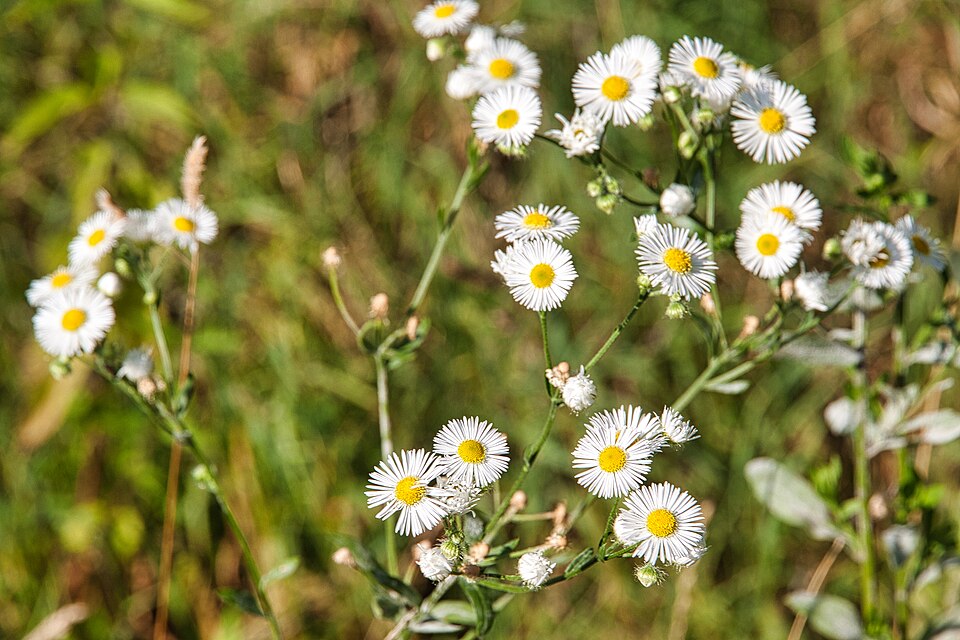 Berufkraut - Von Martin Thurnherr - CC BY-SA 4.0, https://commons.wikimedia.org/wiki/File:Erigeron_annuus_-_Einjhriges_Berufkraut_CH_01.jpg