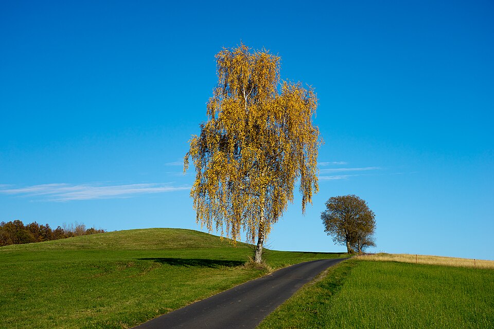 Birke - Von Jörg Braukmann - CC BY-SA 4.0, https://commons.wikimedia.org/wiki/File:Birke_bei_Ebersburg_im_Herbst.jpg