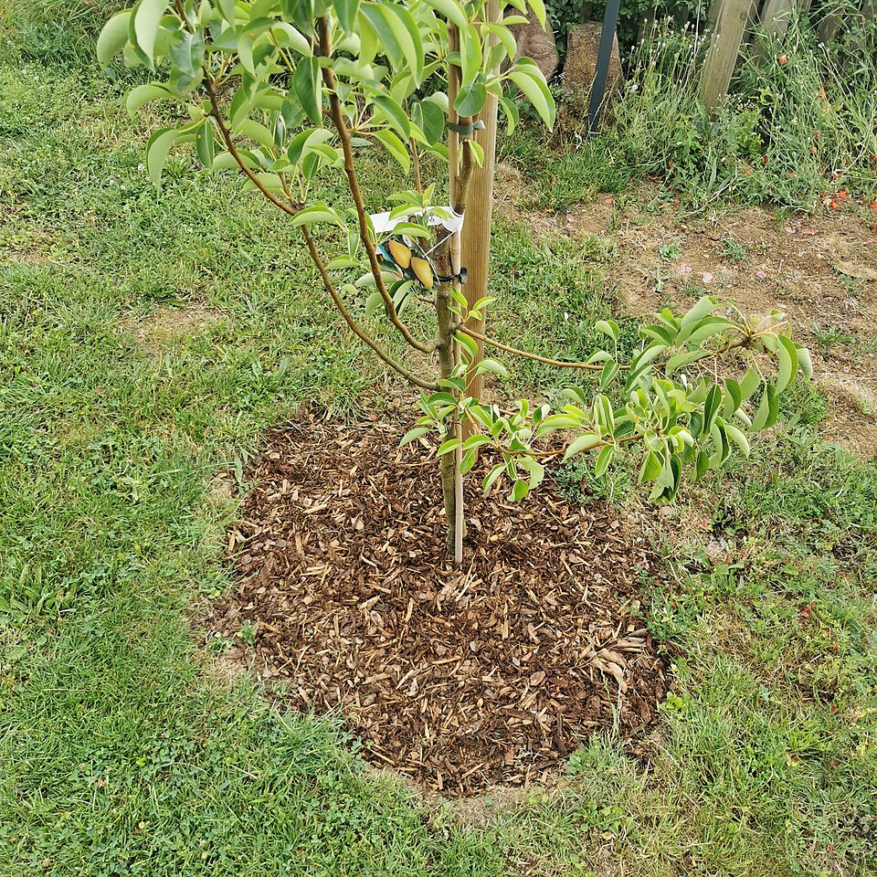 Birnenbaum - Von Triplec85 - CC BY-SA 4.0, https://commons.wikimedia.org/wiki/File:2023-06-23_Birnenbaum_bei_Tauberbischofsheim.jpg