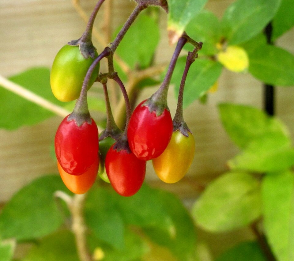 Bittersüßer Nachtschatten - Von Wikimedia Commons - Wikimedia Commons, https://commons.wikimedia.org/wiki/File:Solanum_dulcamara_-_Bitterser_Nachtschatten_-_Frchte_IMG_3912a.jpg