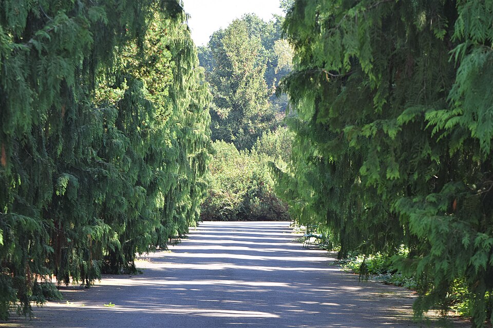 Blaue Scheinzypresse - Von Krzysztof Ziarnek, Kenraiz - CC BY-SA 4.0, https://commons.wikimedia.org/wiki/File:Chamaecyparis_lawsoniana_kz01.jpg
