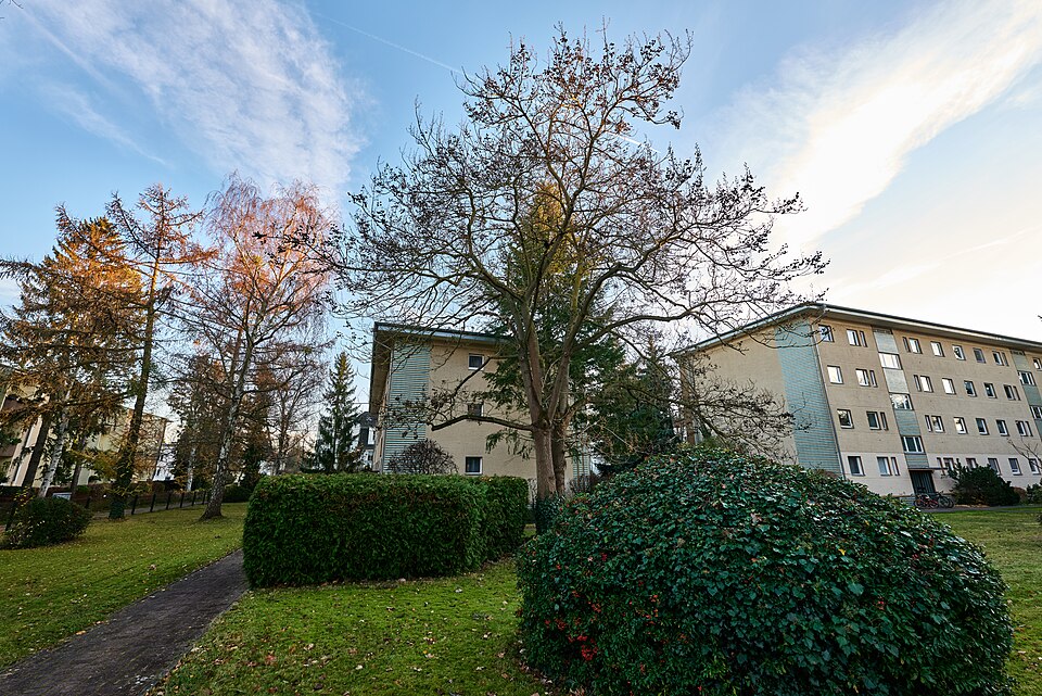 Blauglockenbaum - Von Leonhard Lenz - CC0, https://commons.wikimedia.org/wiki/File:Naturdenkmal_Blauglockenbaum_Berliner_Strae_28_Berlin-Zehlendorf_2024-11-30_02.jpg