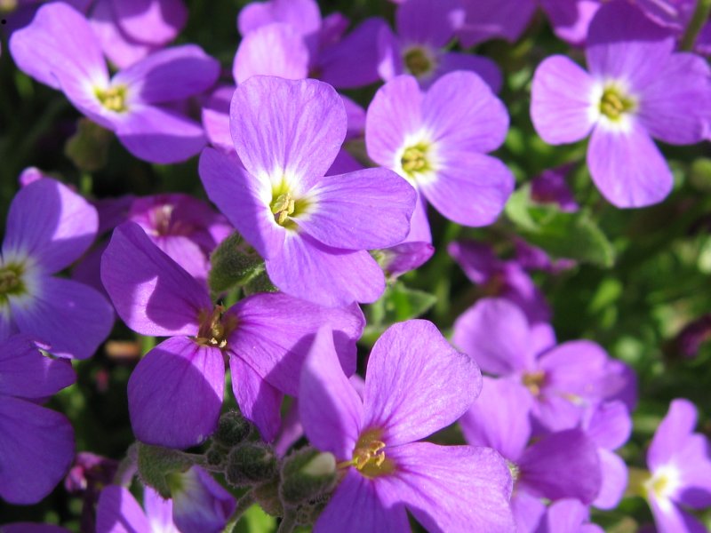 Blaukissen - Von Kristian Peters -- Fabelfroh 12:05, 24 May 2005 (UTC) - CC BY-SA 3.0, https://commons.wikimedia.org/wiki/File:Aubrieta_deltoidea_bluete.jpeg