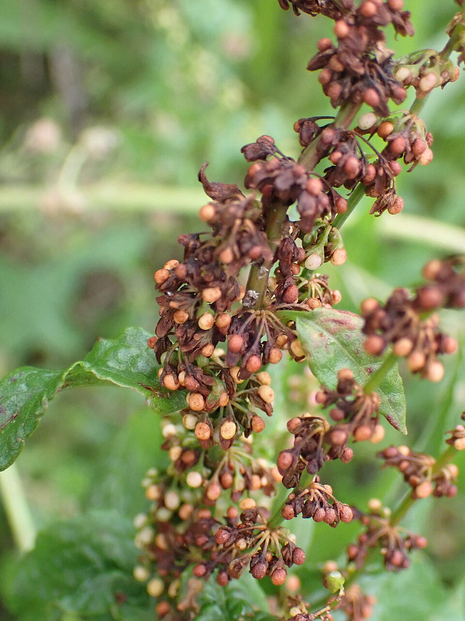 Blutampfer - Von Robert H. Wardell - CC0, https://commons.wikimedia.org/wiki/File:Rumex_sanguineus_147285551.jpg