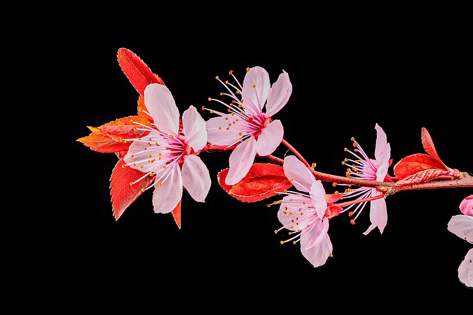 Blutpflaume - Von NorbertNagel - CC BY-SA 4.0, https://commons.wikimedia.org/wiki/File:Blutpflaume_-_Prunus_cerasifera_Nigra_-_March_22_2026.jpg