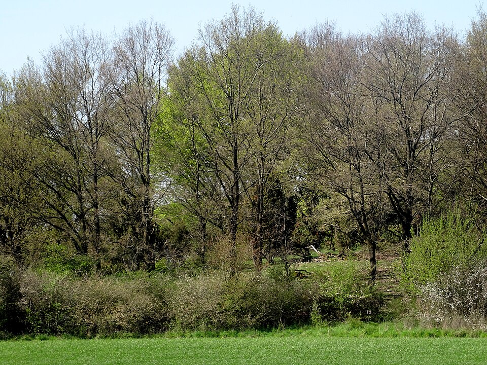 Bocksbart - Von Friedhelm Dröge - CC BY-SA 4.0, https://commons.wikimedia.org/wiki/File:NSG_Bocksbart_fd_(1).JPG