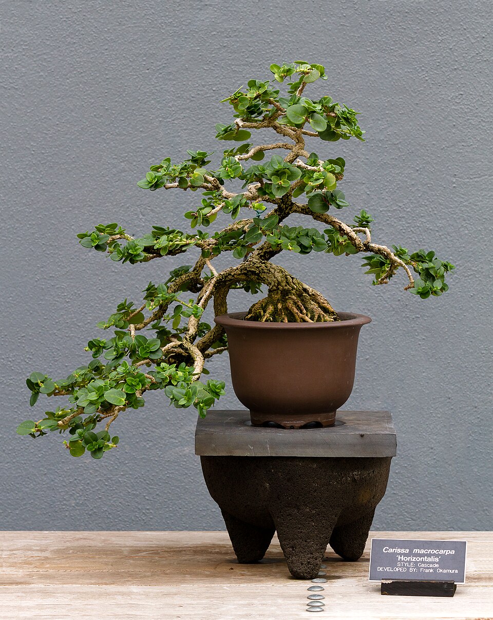 Bonsai - Von PierreSelim - CC BY 3.0, https://commons.wikimedia.org/wiki/File:BBG_-_Carissa_macrocarpa_var._Horizontalis_-_Cascade_by_Frank_Okamura.jpg