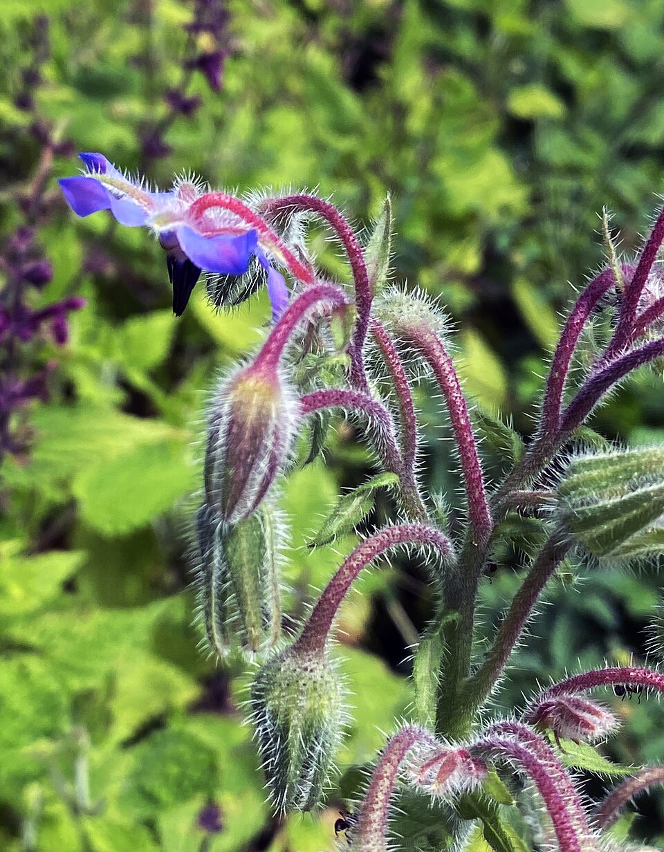 Borretsch - Von W. Bulach - CC BY-SA 4.0, https://commons.wikimedia.org/wiki/File:00_2100_Borretsch_(Borago_officinalis).jpg