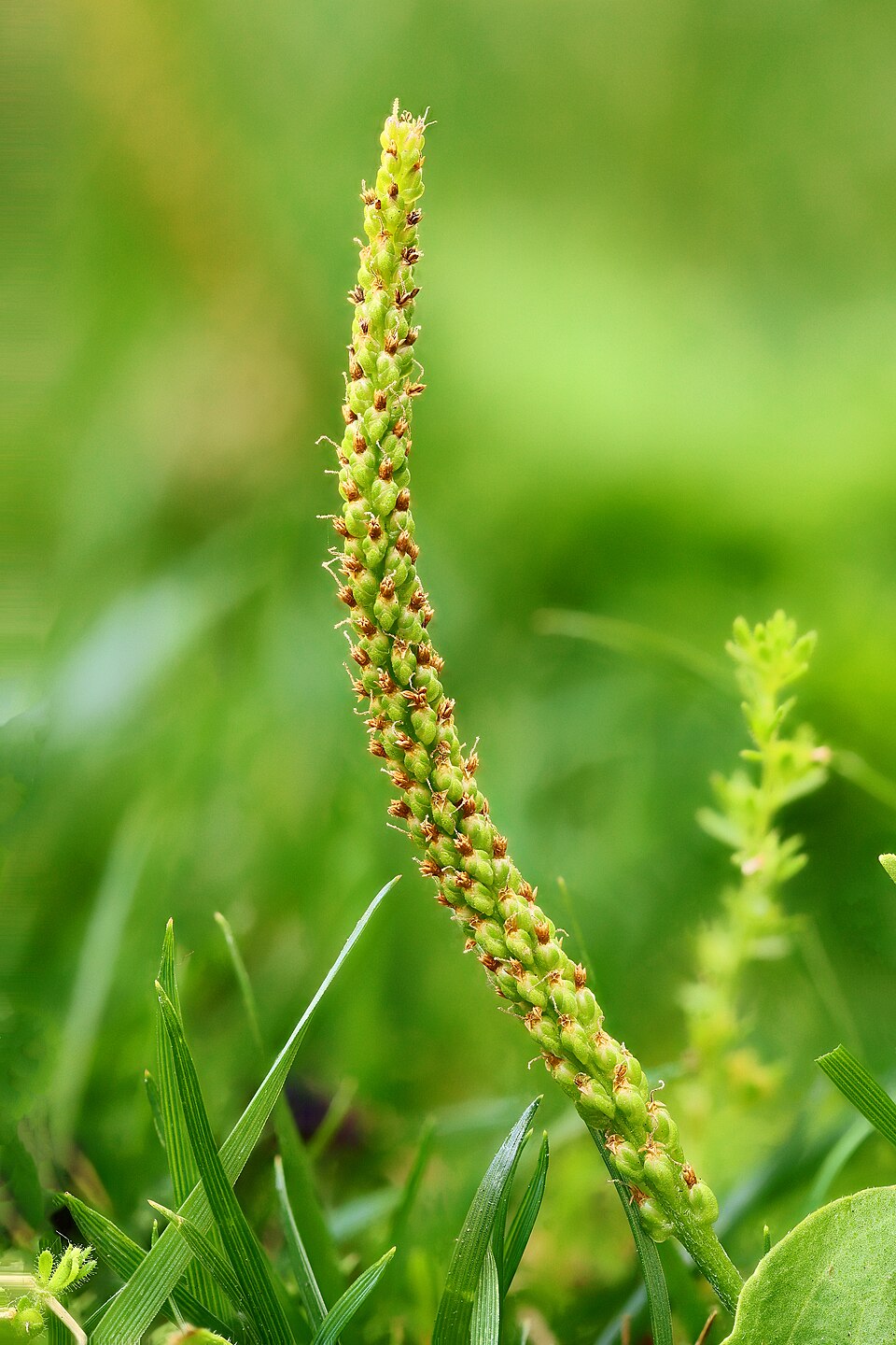 Breitwegerich - Von Sanjay Acharya - CC BY-SA 4.0, https://commons.wikimedia.org/wiki/File:Broadleaf_Plantain_Spike.jpg