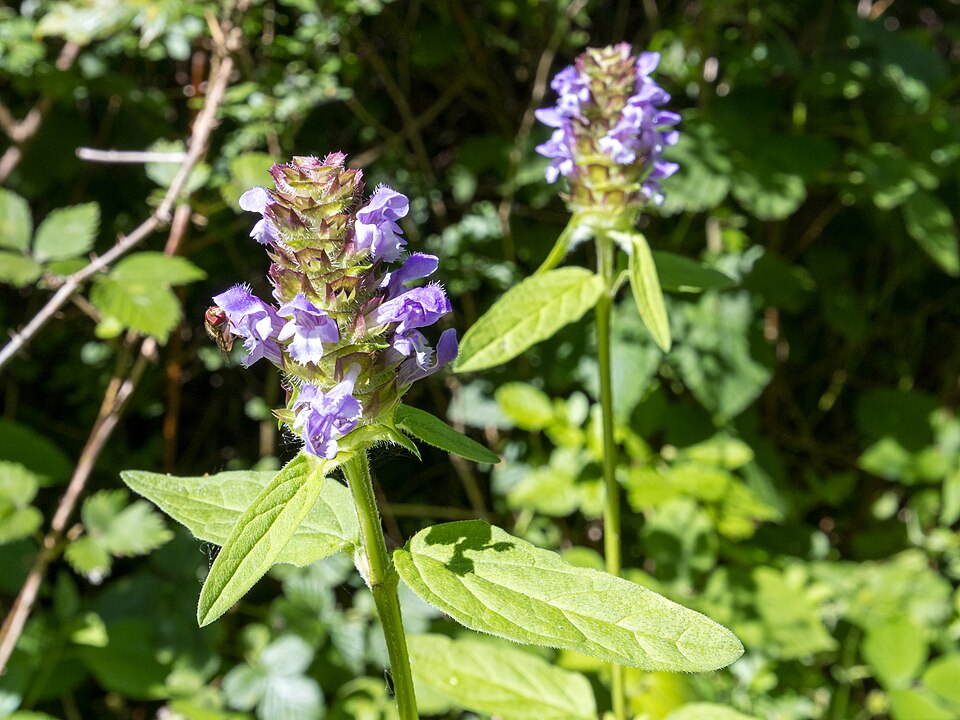 Brunelle - Von JackyM59 - CC BY-SA 4.0, https://commons.wikimedia.org/wiki/File:Brunelle_commune_(Prunella_vulgaris).jpg