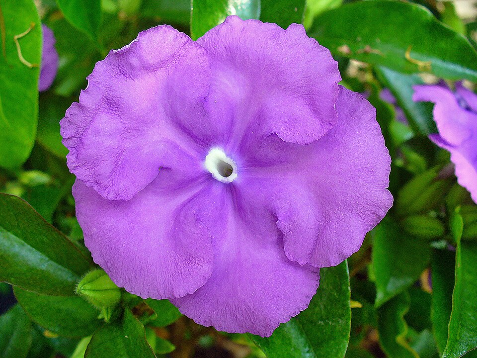 Brunfelsia - Von H. Zell - CC BY-SA 3.0, https://commons.wikimedia.org/wiki/File:Brunfelsia_latifolia_001.JPG