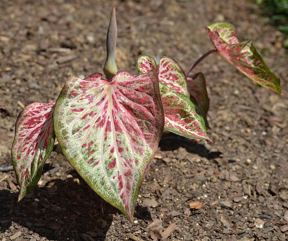 Buntwurz - Von Photo by and (c)2014 Derek Ramsey ( Ram-Man ) - GFDL 1.2, https://commons.wikimedia.org/wiki/File:Caladium_Candyland_Leaves.JPG