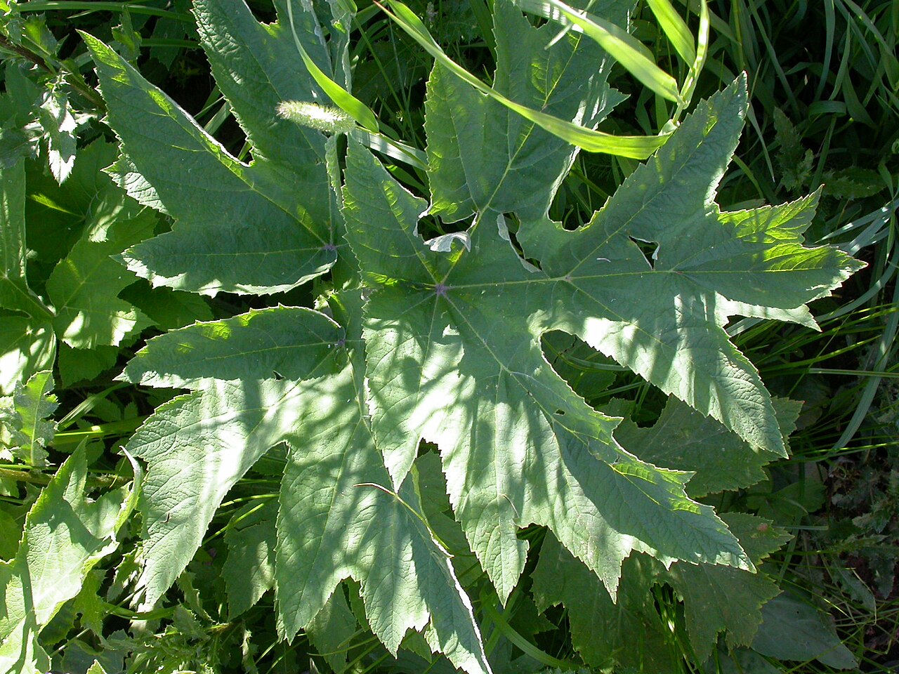 Bärenklau - Von Matt Lavin from Bozeman, Montana, USA - CC BY-SA 2.0, https://commons.wikimedia.org/wiki/File:Heracleum_sphondylium_(5172767542).jpg