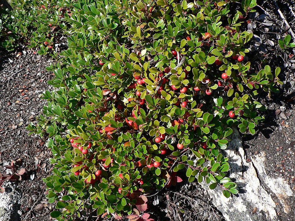 Bärentraube - Von Walter Siegmund - CC BY 2.5, https://commons.wikimedia.org/wiki/File:Arctostaphylos_uva-ursi_25924.JPG