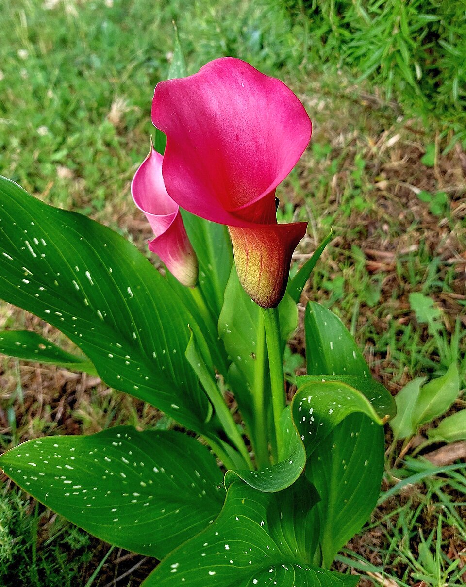 Calla - Von Anna.Massini - CC BY 4.0, https://commons.wikimedia.org/wiki/File:Calla_fiorita_-_Zantedeschia_aethiopica.jpg