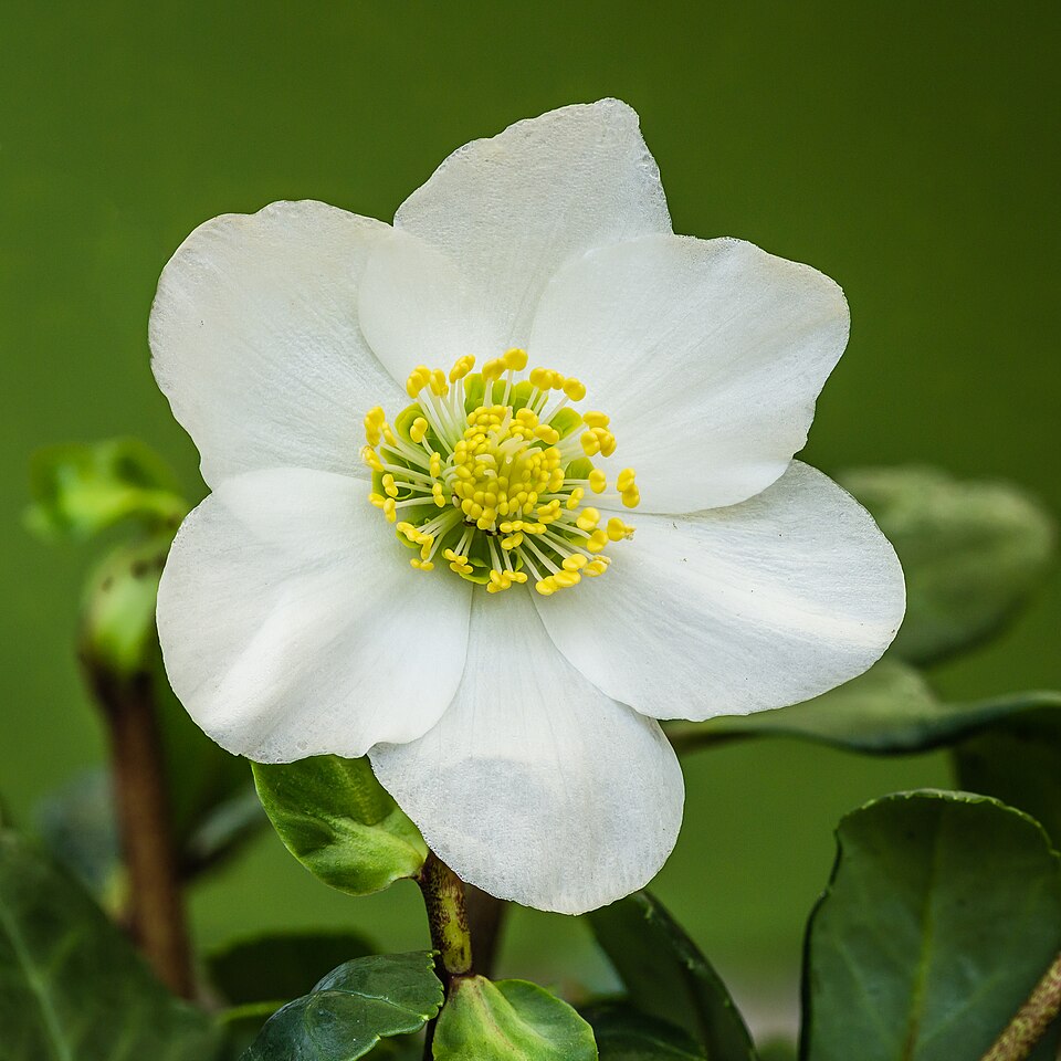 Christrose - Von Dominicus Johannes Bergsma - CC BY-SA 4.0, https://commons.wikimedia.org/wiki/File:Bloem_van_een_kerstroos_(Helleborus_niger)_16-12-2021._(d.j.b)_02.jpg