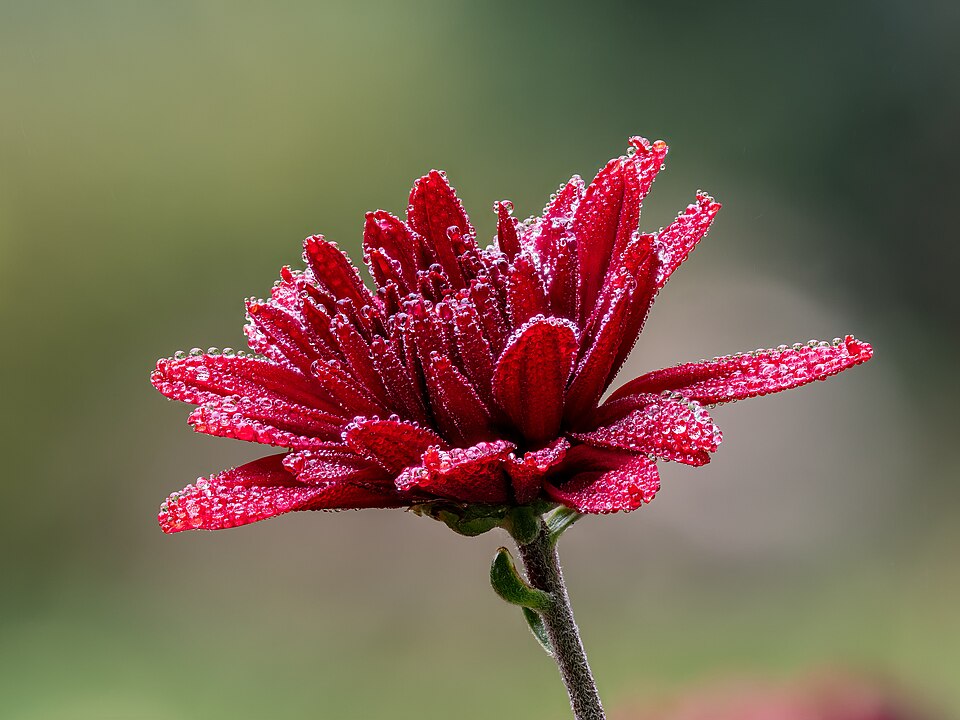 Chrysantheme - Von Ermell - CC BY-SA 4.0, https://commons.wikimedia.org/wiki/File:Chrysantheme_rot_tautropfen_-20191024-RM-102058.jpg