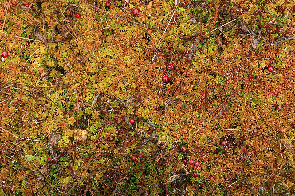 Cranberry - Von Darzharova - CC BY-SA 4.0, https://commons.wikimedia.org/wiki/File:Cranberry_and_moss.jpg