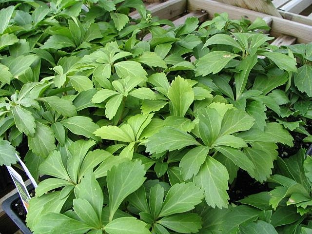 Dickmännchen - Von Photo by David J. Stang - CC BY-SA 4.0, https://commons.wikimedia.org/wiki/File:Pachysandra_terminalis_0zz.jpg