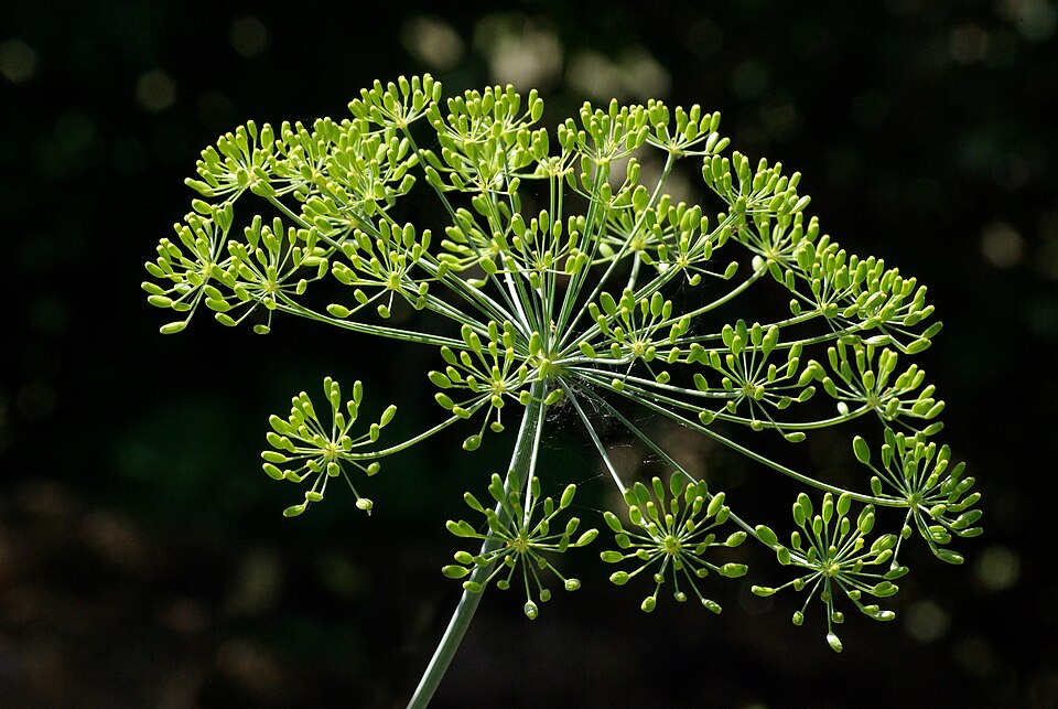 Dill - Von JLPC - CC BY-SA 3.0, https://commons.wikimedia.org/wiki/File:Aneth_FR_2012.jpg