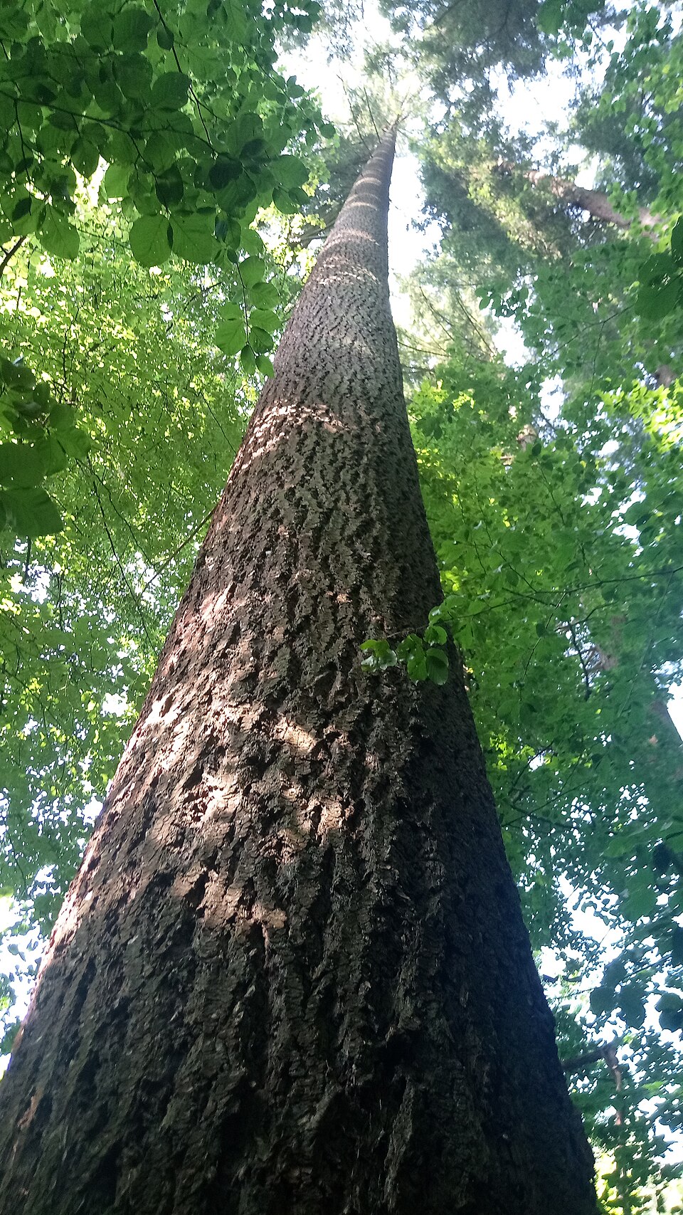 Douglasie - Von Granpar - CC0, https://commons.wikimedia.org/wiki/File:Douglasie_(Hchster_Baum_im_Odenwald)_01.jpg