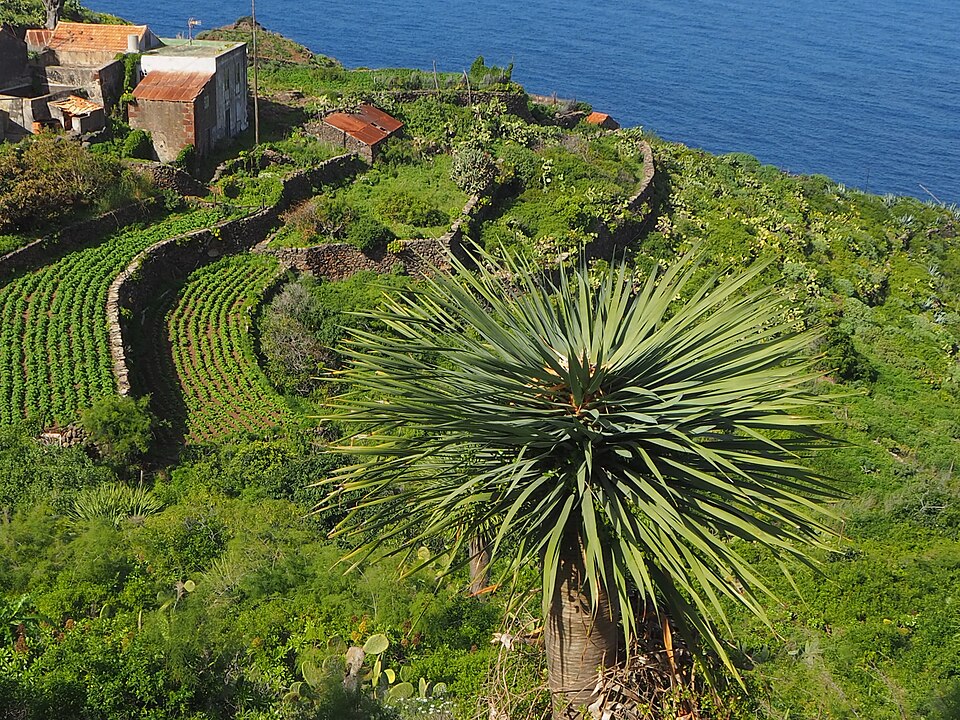 Drachenbaum - Von D2swirl - CC BY-SA 4.0, https://commons.wikimedia.org/wiki/File:Kanarischer_Drachenbaum_(Dracaena_draco),_Nordkste,_La_Palma.jpg