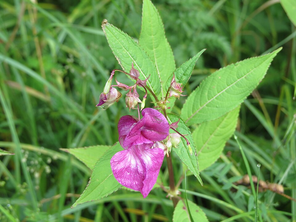 Drüsiges Springkraut - Von GT1976 - CC BY-SA 4.0, https://commons.wikimedia.org/wiki/File:2018-08-11_(175)_Impatiens_glandulifera_(Policemans_Helmet)_at_Tirolerkogel,_Annaberg,_Austria.jpg