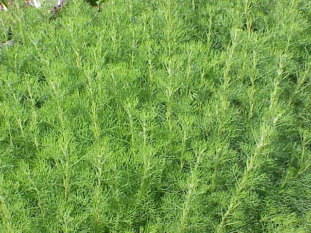Eberraute - Von Kurt Stüber [1] - CC BY-SA 3.0, https://commons.wikimedia.org/wiki/File:Artemisia_abrotanum0.jpg