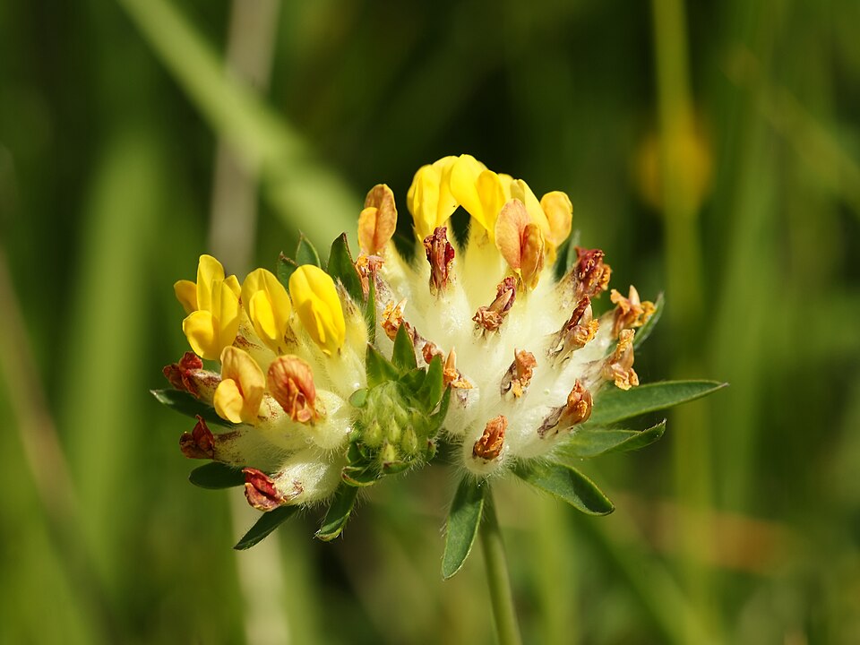 Echter Wundklee - Von Hans Hillewaert - CC BY-SA 3.0, https://commons.wikimedia.org/wiki/File:Anthyllis_vulneraria_(flower_head).jpg