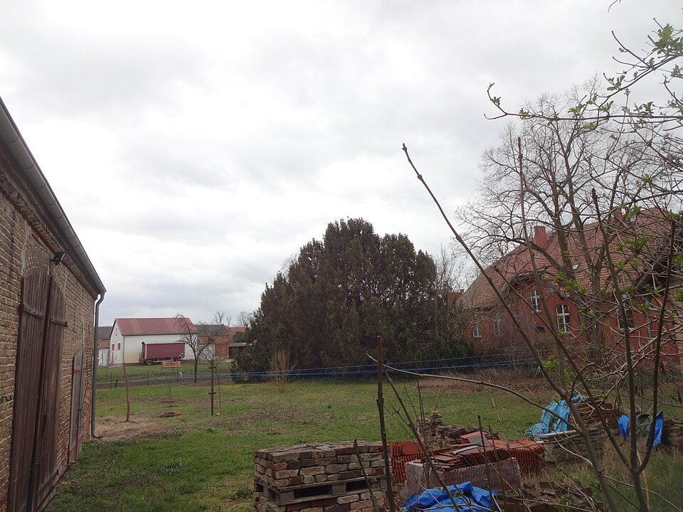 Eibe - Von Z thomas - CC BY-SA 4.0, https://commons.wikimedia.org/wiki/File:Eibe_Pfarrgarten_Netzen_2019-03-15_(1).jpg
