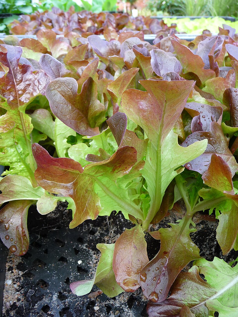 Eichblattsalat - Von 4028mdk09 - CC BY-SA 3.0, https://commons.wikimedia.org/wiki/File:Eichblattsalatsetzlinge.JPG