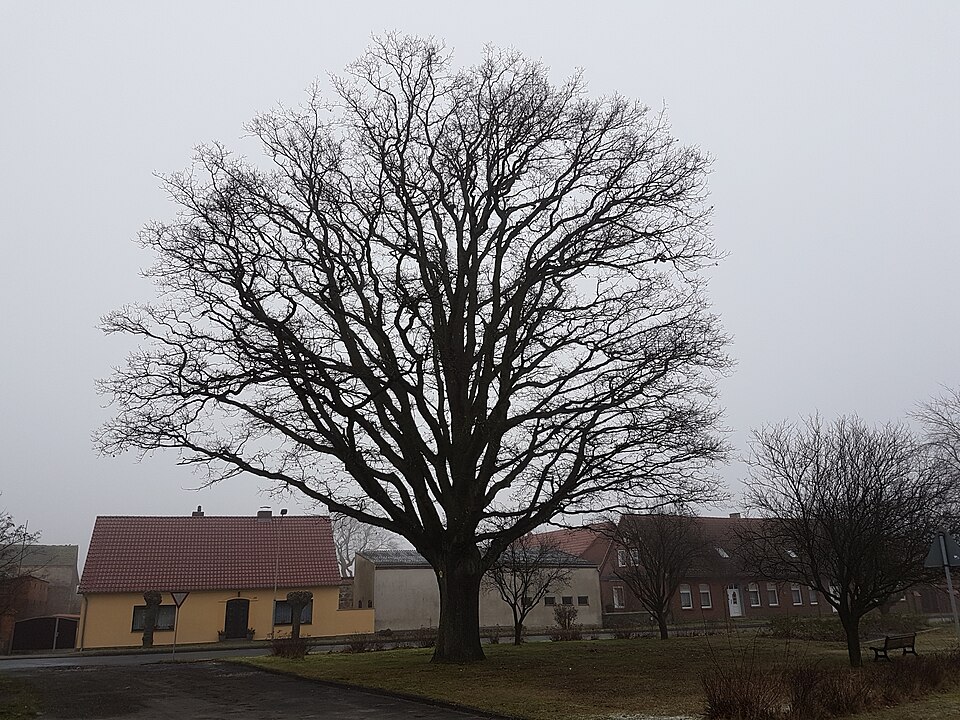 Eiche - Von Nicor - CC BY-SA 4.0, https://commons.wikimedia.org/wiki/File:Eiche_Wulfersdorf_(Wittstock-Dosse)_06.jpg