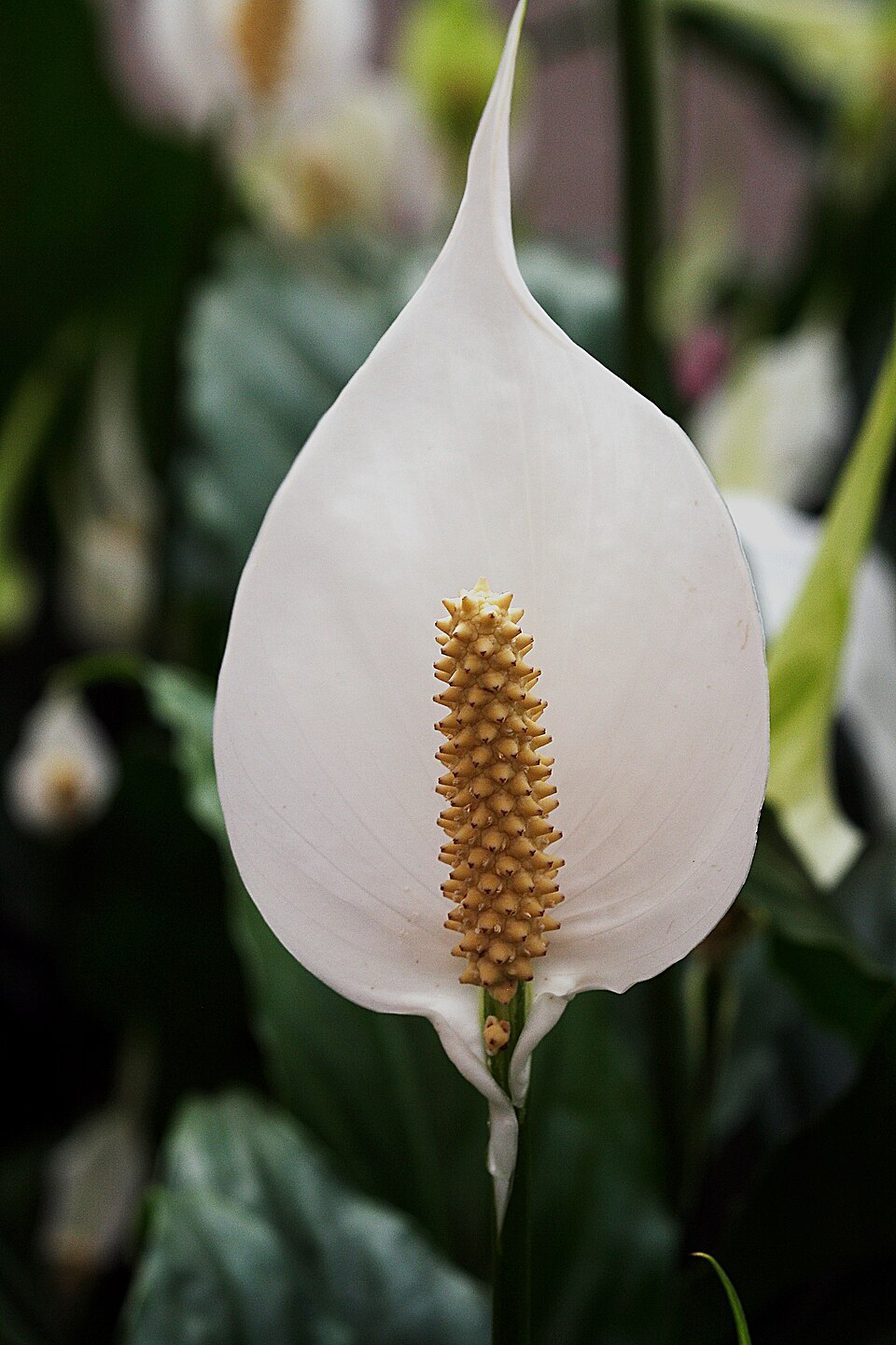 Einblatt - Von Hedwig Storch - CC BY-SA 3.0, https://commons.wikimedia.org/wiki/File:Einblatt_(Spathiphyllum_floribundum)_7229.JPG