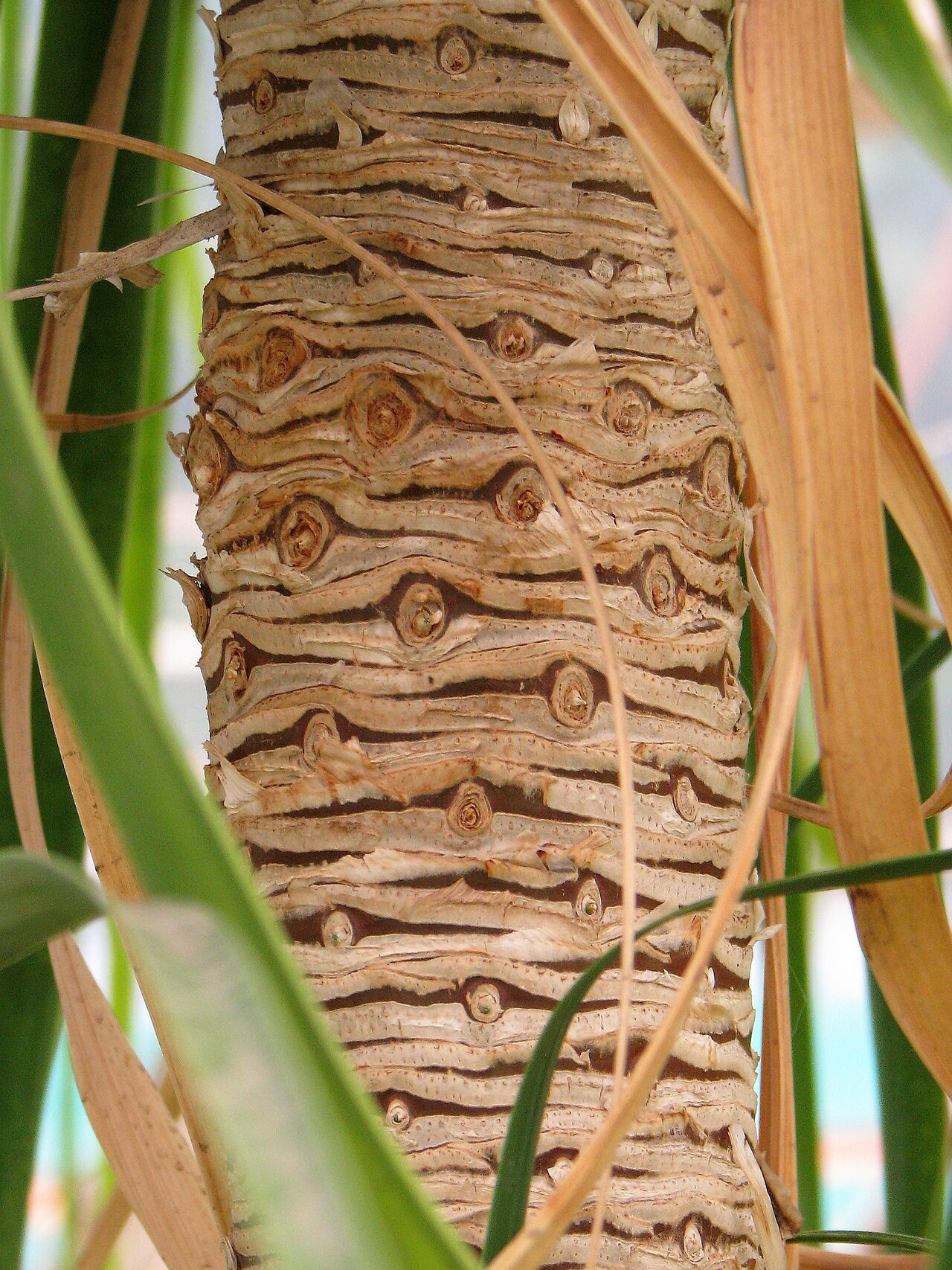 Elefantenfuß - Von Agnieszka Kwiecień, Nova - CC BY-SA 4.0, https://commons.wikimedia.org/wiki/File:Beaucarnea_recurvata_Beukarnea_wygięta_2009-07-11_01.jpg