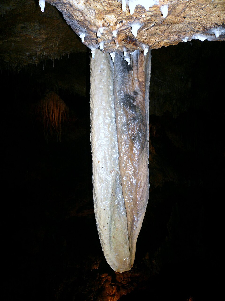 Elefantenohr - Von Rainer Lippert - Public domain, https://commons.wikimedia.org/wiki/File:Sophienhhle,_Elefantenohr_2.jpg