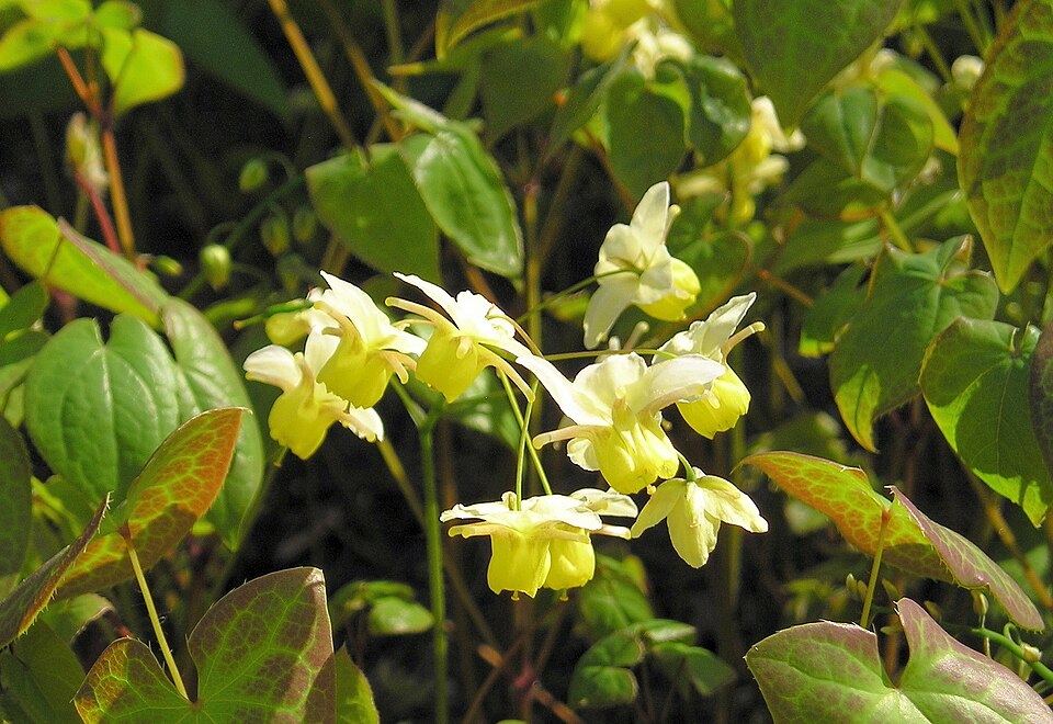 Elfenblume - Von Maja Dumat - CC BY 2.0, https://commons.wikimedia.org/wiki/File:Elfenblume_(Epimedium_x_versicolor).jpg