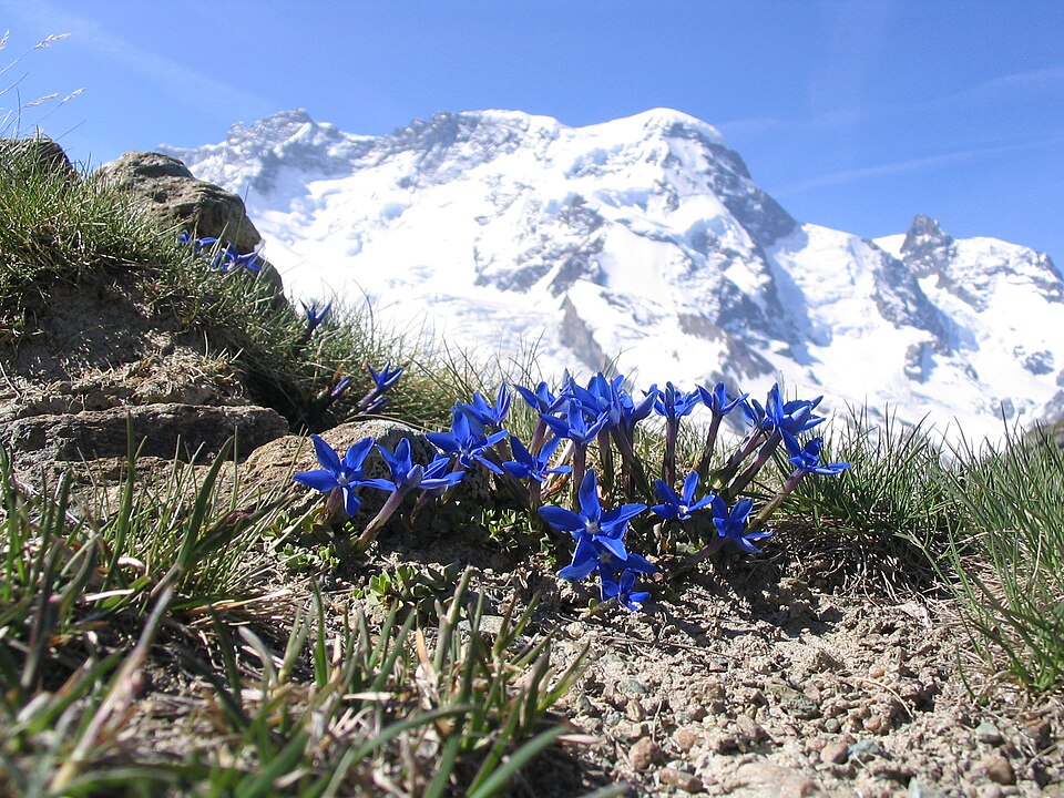 Enzian - Von Dirk Beyer - CC BY-SA 3.0, https://commons.wikimedia.org/wiki/File:Breithorn_Enzian_2005-06-11.jpg