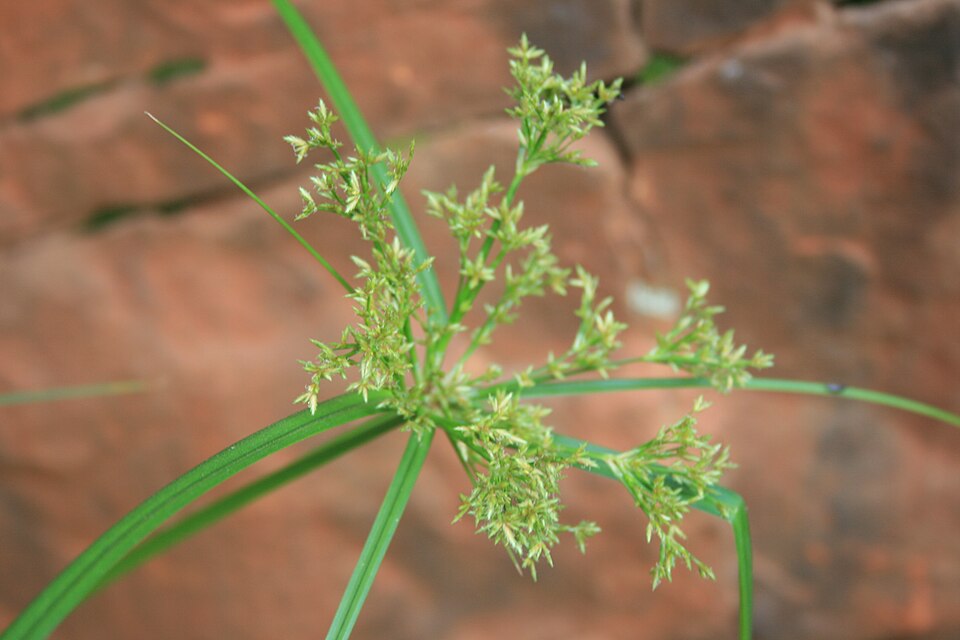 Erdmandel - Von JMK - CC BY-SA 4.0, https://commons.wikimedia.org/wiki/File:Cyperus_esculentus,_bloeiwyses_en_omwindselblare,_Dewetsnek,_a.jpg