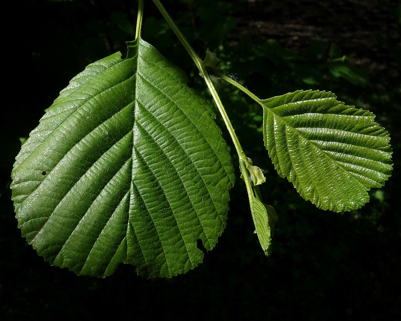 Erle - Von Hladac - CC BY-SA 4.0, https://commons.wikimedia.org/wiki/File:(ms)_Alnus_glutinosa_2.jpg