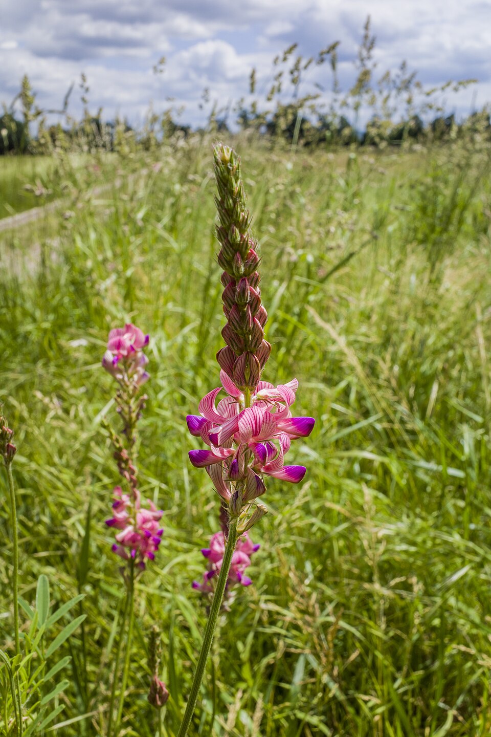 Esparsette - Von Stephan van Helden - CC BY-SA 4.0, https://commons.wikimedia.org/wiki/File:Esparsette_im_Naturdenkmal_678.N.36_2_Wiesen_im_Rst.jpg