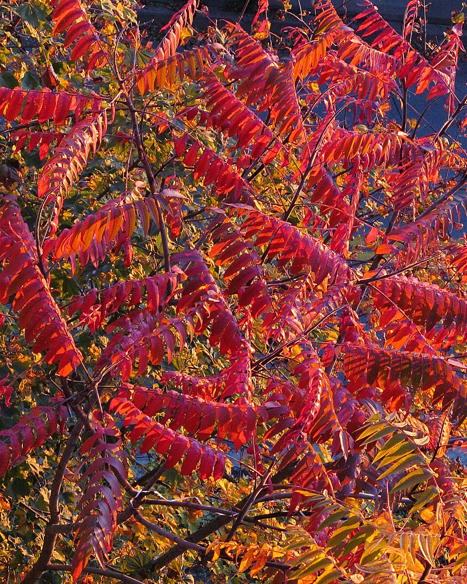 Essigbaum - Von Cbaile19 - CC0, https://commons.wikimedia.org/wiki/File:Rhus_typhina,_2021-11-03,_Mount_Washington.jpg