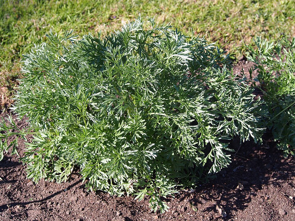 Estragon - Von Agnieszka Kwiecień, Nova - CC BY-SA 4.0, https://commons.wikimedia.org/wiki/File:Artemisia_dracunculus_Bylica_estragon_2021-04-27_01.jpg